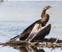 Oriental Darter Bird or Snake Bird-Sanskriti IAS - Sanskriti IAS